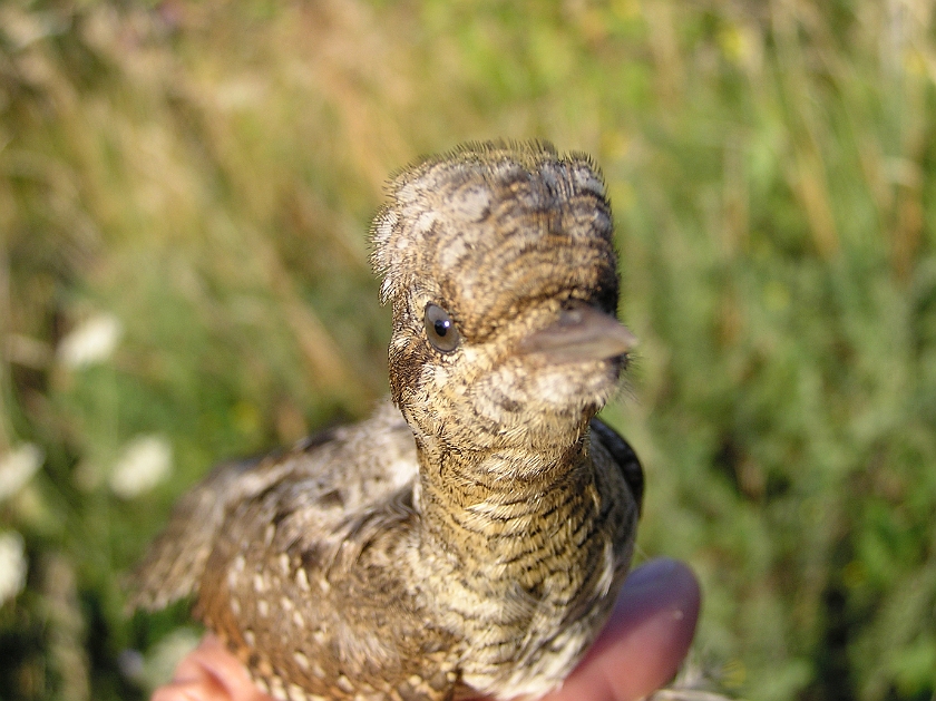 Eurasian Wryneck, Sundre 20080731